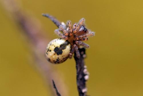 Amaurobius sp.